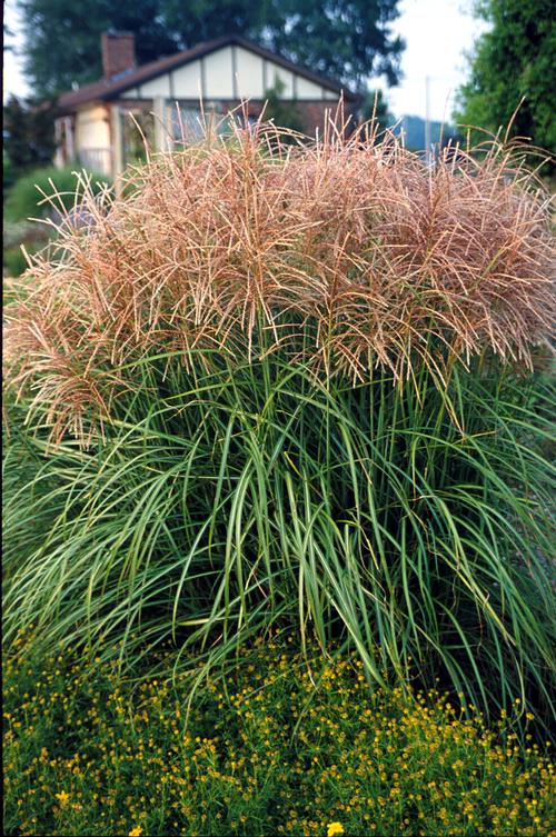 Miscanthus sinesus 'Huron Sunrise'