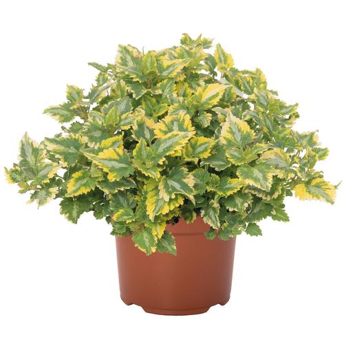 Lamium maculatum Golden Anniversary