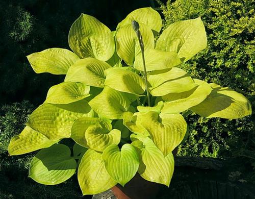 Hosta 'Glad Tidings'