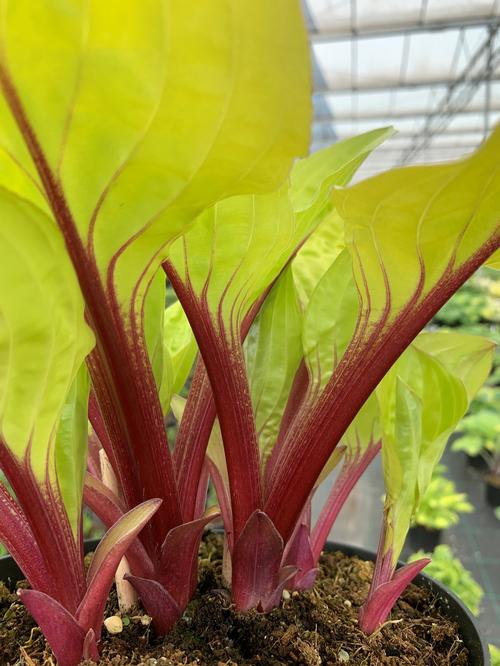 Hosta 'Lemon Snap'