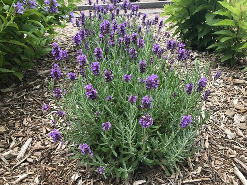 Lavandula angustifolia 'Annet'