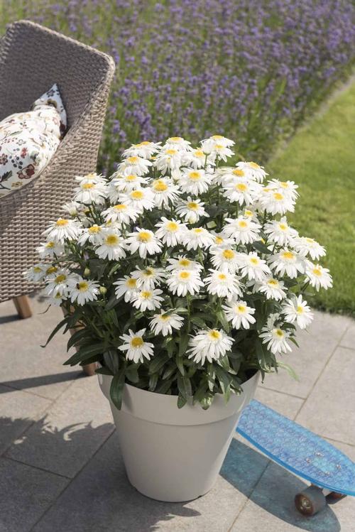 Leucanthemum maximum Sweet Daisy® Birdy