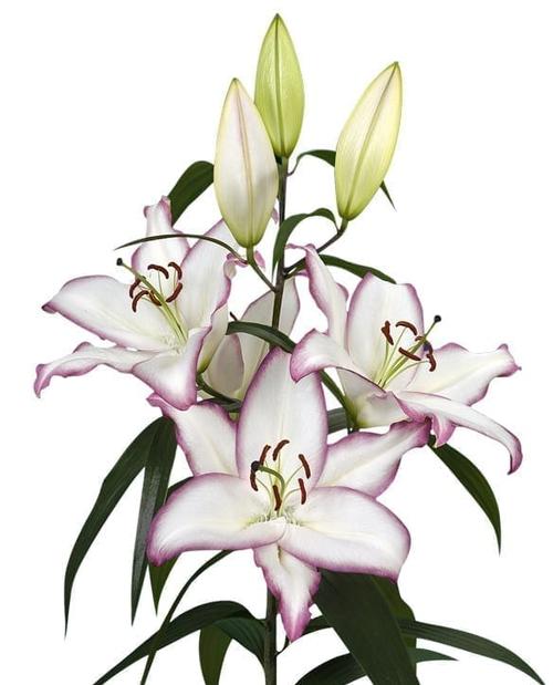 Lilium - Oriental Lily 'The Edge'