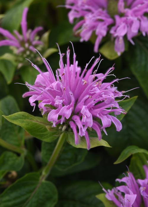 Monarda didyma 'Bee-Mine™ Lavender'