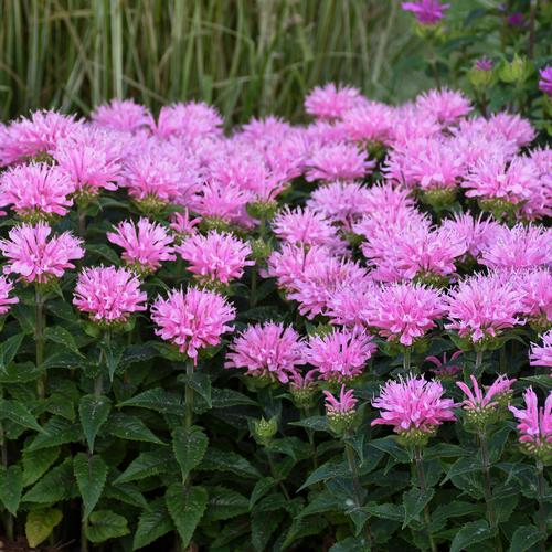 Monarda 'SUGAR BUZZ® Pink Frosting'