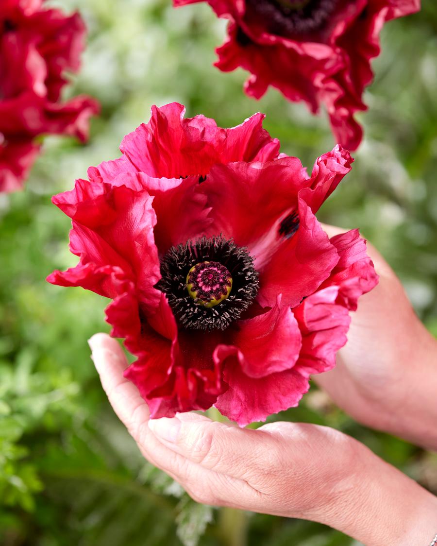 Papaver orientalis 'Red Rumble'