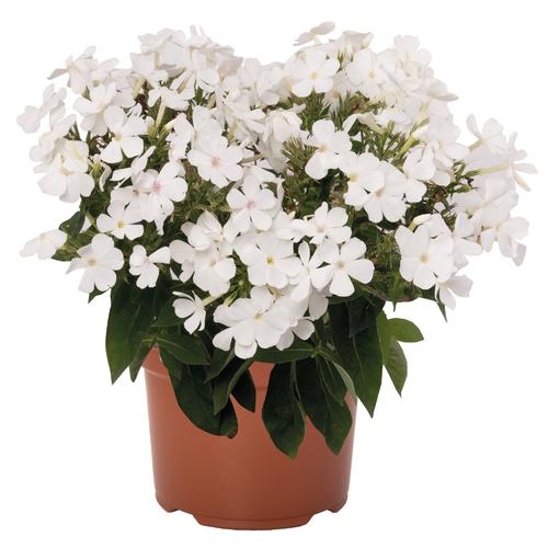 Phlox Dwarf Garden paniculata 'Flame® Pro White'