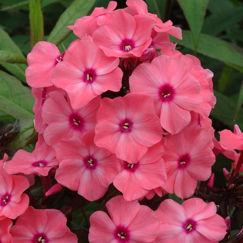 Phlox Medium Garden paniculata 'Sweet Summer™ Dream Orange Rose'