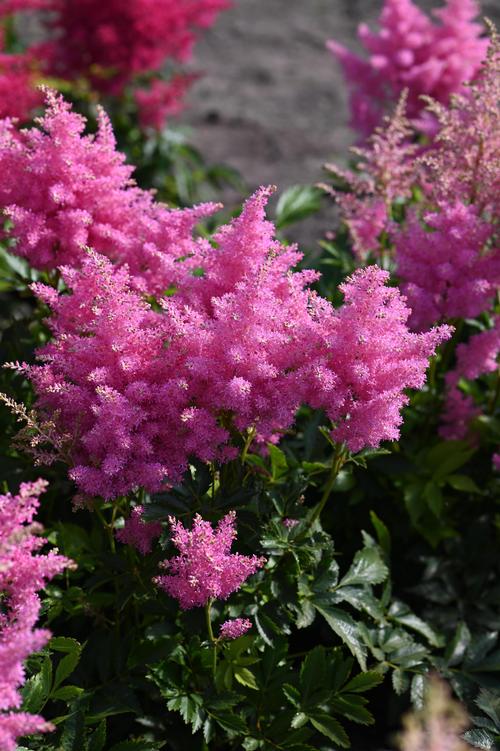 Astilbe 'Music™ Honky Tonk'