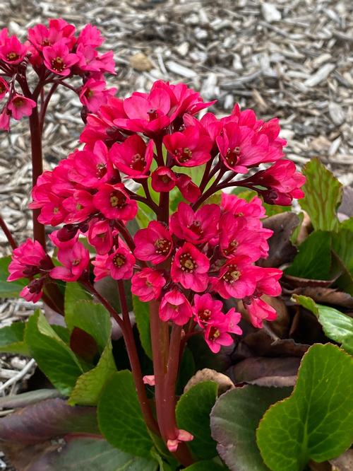 Bergenia cordifolia 'VINTAGE™ Rose'