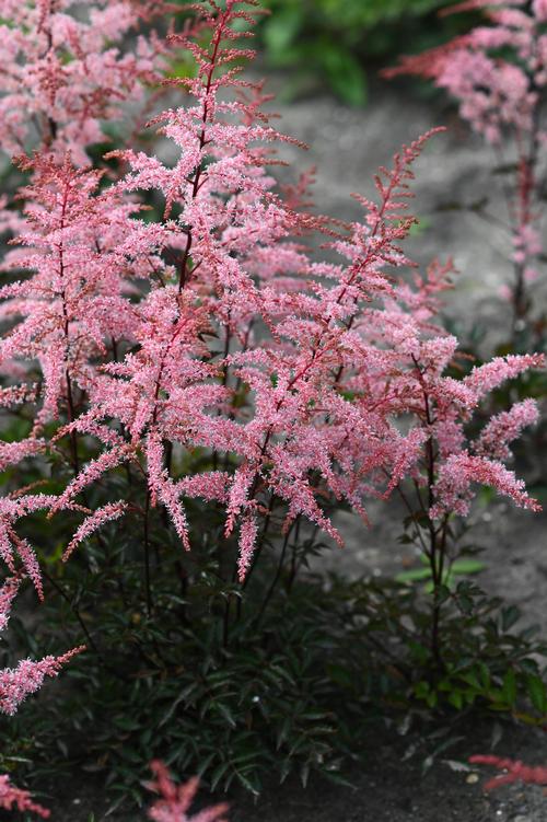 Astilbe simplicifolia 'Pretty in Pink'