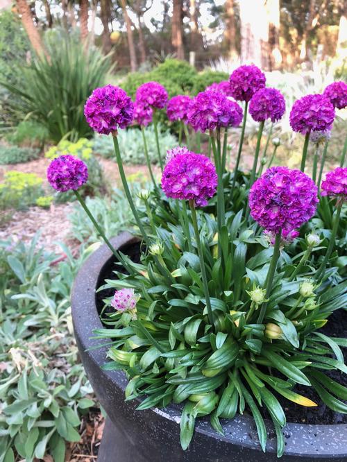 Armeria 'Dreameria® Vivid Dreams'