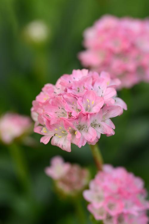 Armeria 'Dreameria® Daydream'