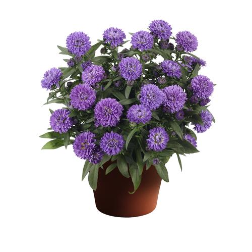 Aster novi-belgii 'Showmakers® Blue Bayou'