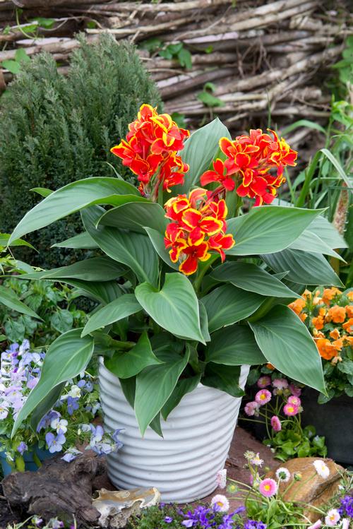 Canna 'Cannova® Red Golden Flame'