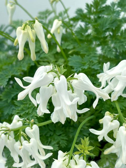 Dicentra 'AMORE™ Titanium'