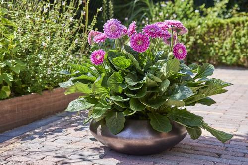 Gerbera jamesonii 'Garvinea Majestic Purple'