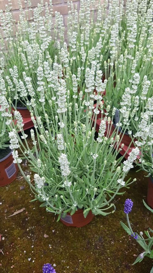 Lavandula angustifolia 'Big Time White'