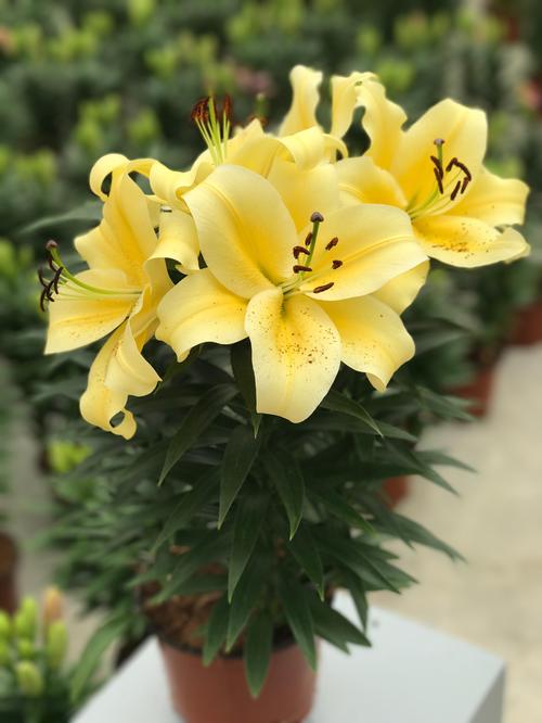 Lilium - Oriental Pot Lily Looks™ 'Sunny Bliss'