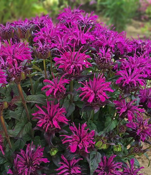 Monarda 'SUGAR BUZZ®; Rockin Raspberry'