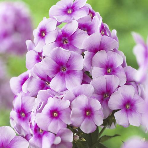 Phlox Medium Garden paniculata Sweet Summer™ Compact Festival™ Rose Dark Eye