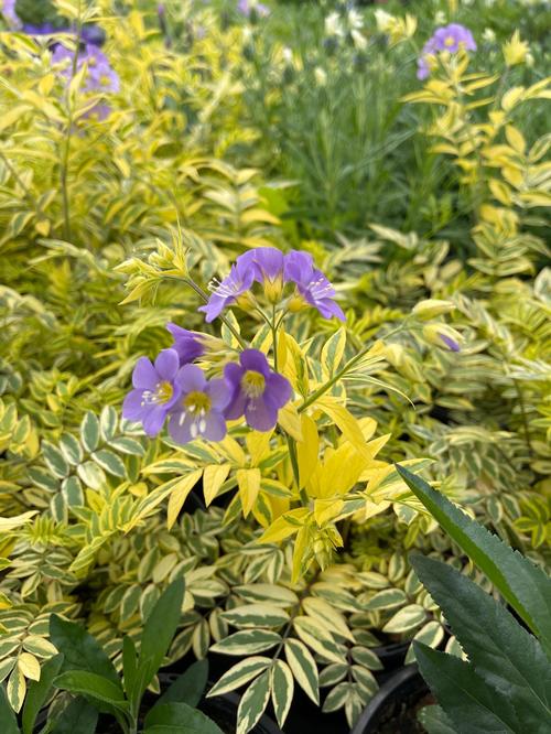 Polemonium pulcherrimum Golden Feathers