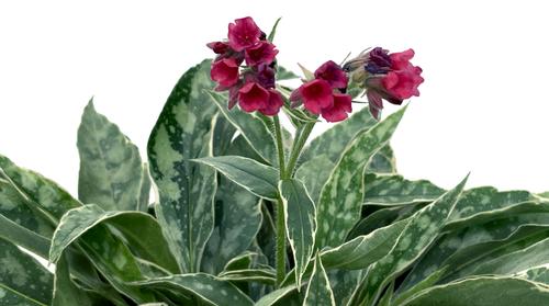 Pulmonaria 'Raspberry Frost'