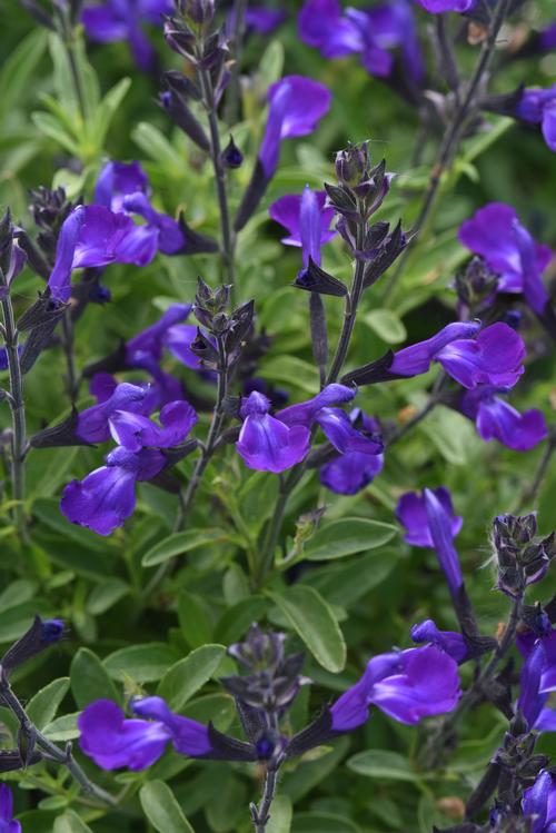 Salvia greggii 'Mirage™ Blue'