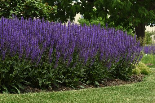 Salvia hybrida 'Blue By You'