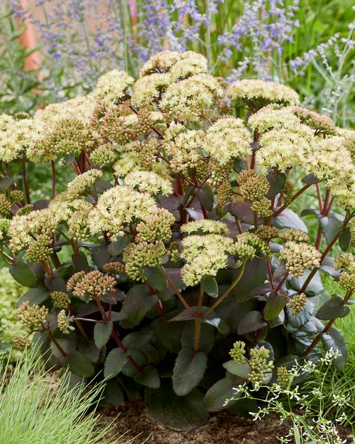 Sedum Tall Upright Clumping 'Banana Split'