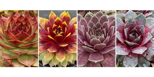 Sempervivum Chick Charms® 'Giants Collection A'