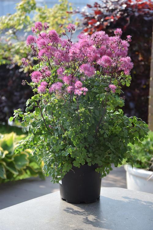 Thalictrum aquilegifolium 'My Little Favorite'