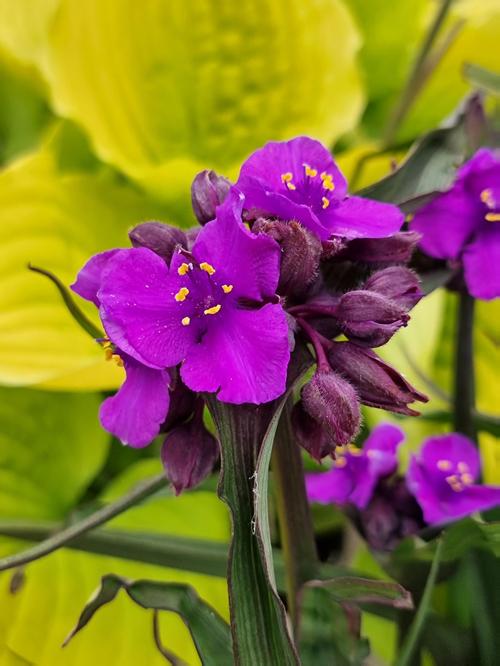 Tradescantia andersoniana 'Brainstorm'