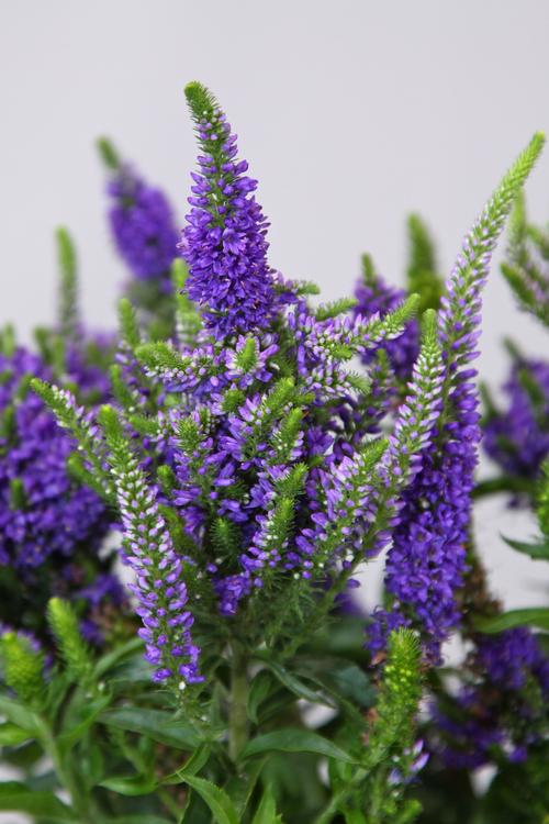 Veronica hybrid 'Baby Bloomer Blue'