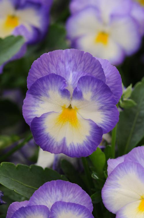 Viola cornuta 'Halo Lilac'