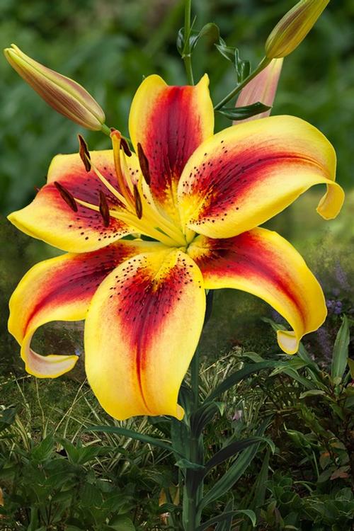 Lilium - AOA Hybrid 'Viva La Vida'