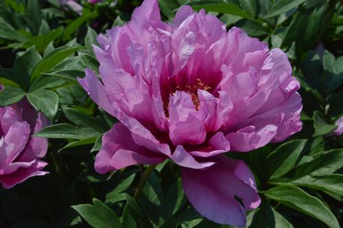 Peony ITOH 'First Arrival'