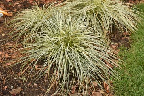 Carex 'Feather Falls™'