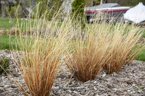 Carex buchananii 'Firefox'