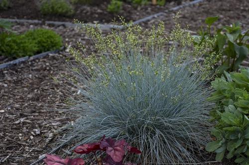 Festuca 'Blue Whiskers'