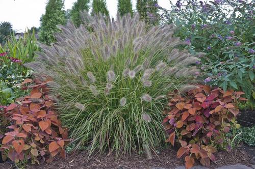 Pennisetum alopecuroides 'Desert Plains'