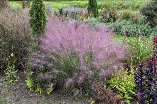 Muhlenbergia reverchonii 'Undaunted®'