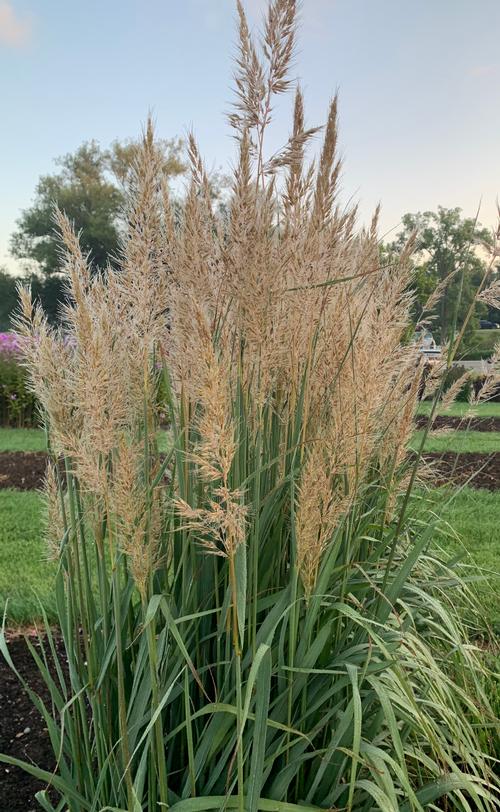 Sorghastrum nutans 'Golden Sunset™'