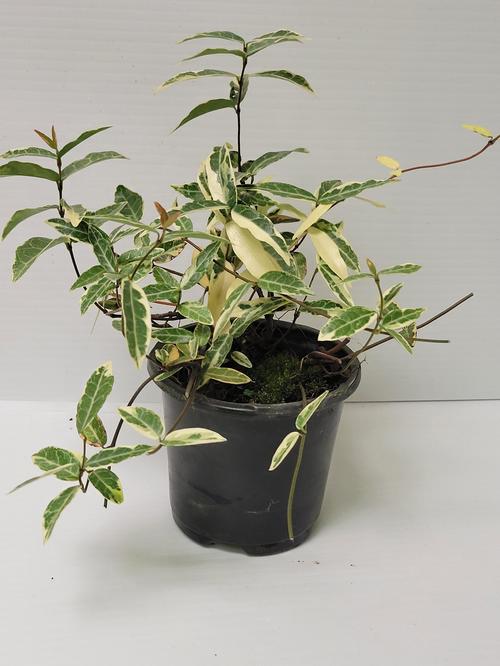 Asiatic jasmine 'Tricolor'