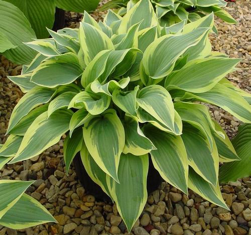 Hosta 'Wolverine'