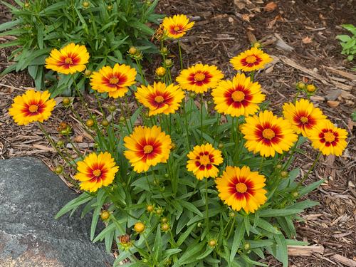 Coreopsis grandiflora 'Solanna™ Sunset Bright'