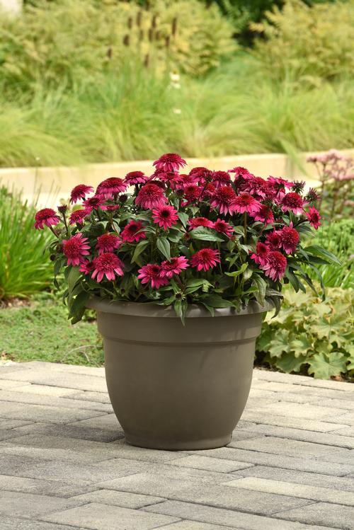 Echinacea 'Double Scoop™ Watermelon Deluxe'