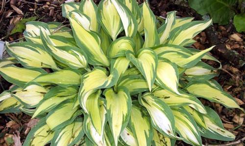 Hosta 'Moonstruck'