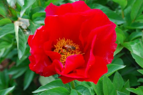 Peony 'Blaze'