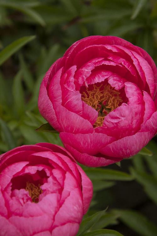 Peony 'Cytherea'